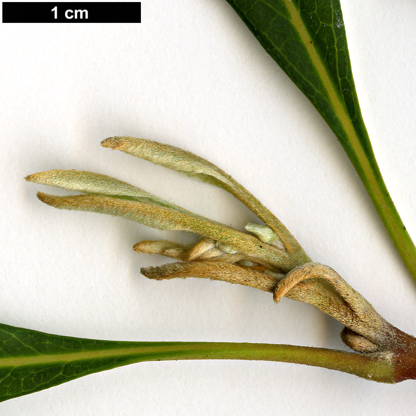 High resolution image: Family: Proteaceae - Genus: Lomatia - Taxon: dentata